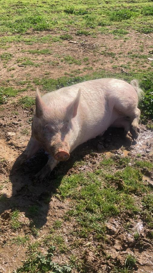 La Villa De I Casali Del Troscio Capalbio Dış mekan fotoğraf